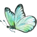 butterfly