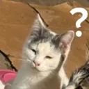 Cat_Huh