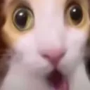 cat_wot