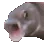 fish_pog
