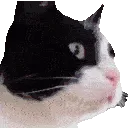 sf_cat_looking