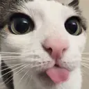 catblep