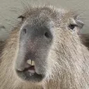 capybarahuh