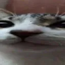 widecat
