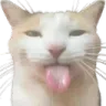 sillycat