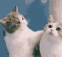 Emoji catkiss