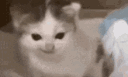 emoji_38 animated Discord emote | Evergreen