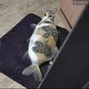 catfish