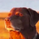 cooked_dog