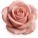 pinkrose