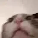 CatCrazy