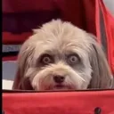 deathstare