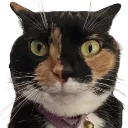 JelloBruh
