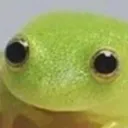 frogblink