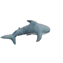 shark