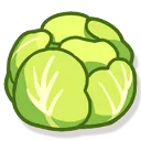 CABBAGE
