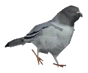 pigeon