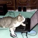 pats_catDesktop