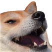 lolpupkek custom emote from r/Lebanon