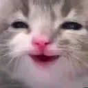 catsmile
