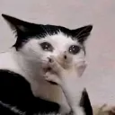 gasp_cry_kitty