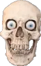 skull