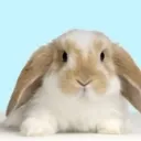 enderbunny_full