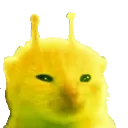 yorp