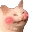 catCute