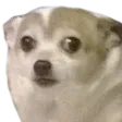 dogwtf