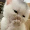 teehee teehee