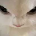 angiee