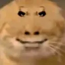 ChinchillaStare