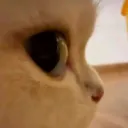 downcaracat