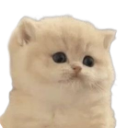 :93342dumbfoundedkitten: