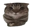 behavecat