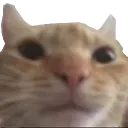 CatStare CatStare