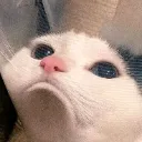 sf_sad_catto