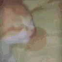 cat_drool_sleep2