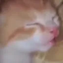 kittensnooze