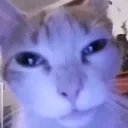 cat_tired