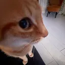 SideEye