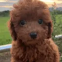 my_dog
