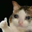 Cat4