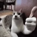 catthumbsup