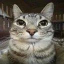 CatBernal