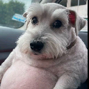 kenzou custom emote - Invictus