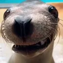 sealionsmile