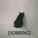 1catcry2 1catcry2