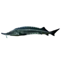 Sturgeon_fih